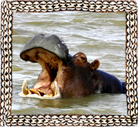 Hipopotam in lake Tana