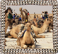Denakill camels
